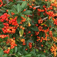 Feuerdorn Pyracantha