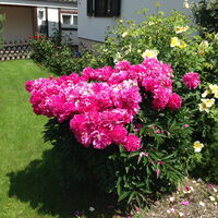 Pfingstrosen-Festival