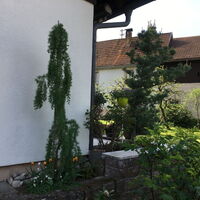 Mädchenkiefer und Chinesische Lärche