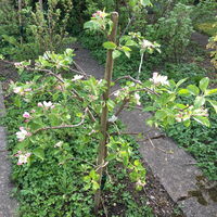 Apfelbäumchen Topaz