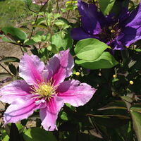 Clemantis Dr. Ruppel President