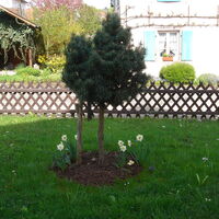 junge Pinus Sylvestris Nana