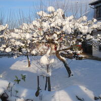 Apfelbaum im Schnee