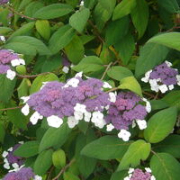 Samthortensie Hydrangea Macrophylla